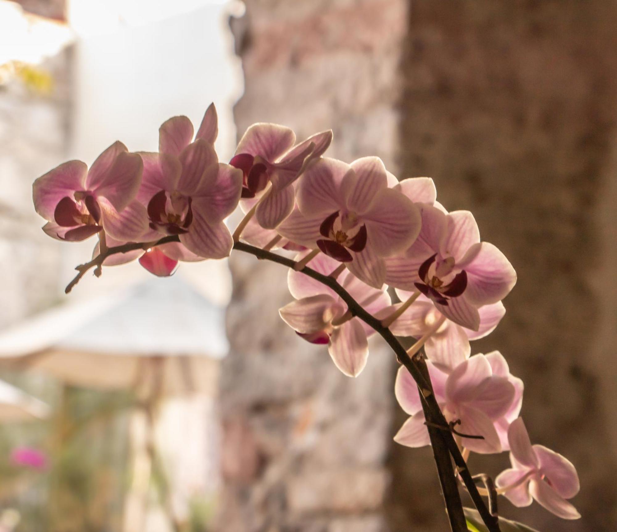 Orchid House سان ميغيل دي الليندي المظهر الخارجي الصورة